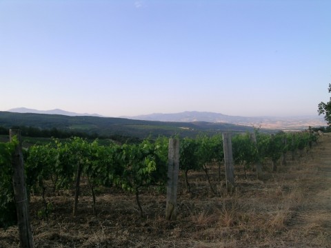 san lorenzo - vineyard 1